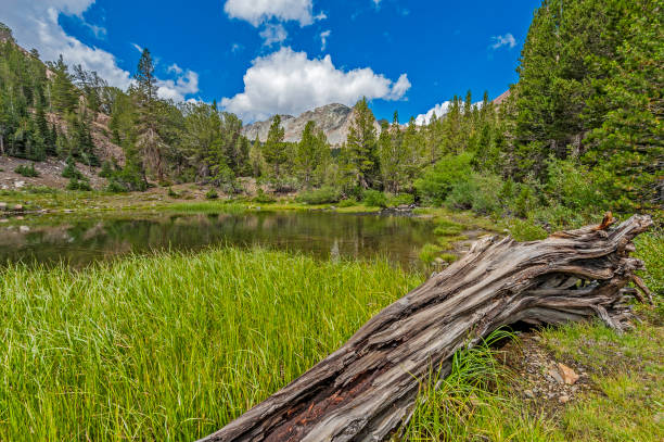 istock Virginia Lake edge with reeds and reflections. 1264371775