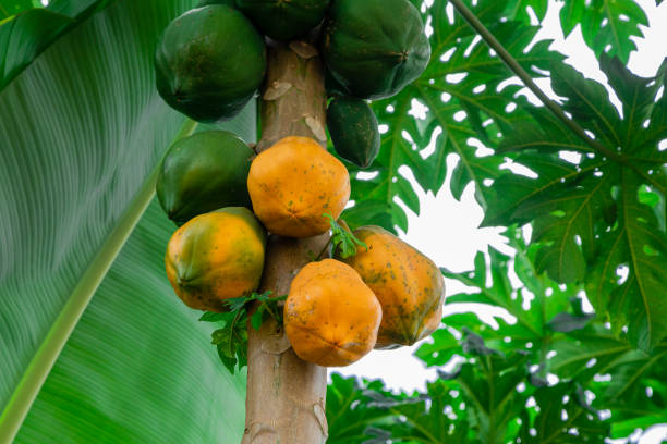 arbol de papaya con varios frutos y un hermoso fondo azul - papaya fruta tropical fotografías e imágenes de stock