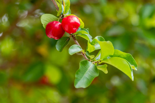 beautiful and tasty acerola (malpighia emarginata) on the tree. sweet and tasty fruits, great for making juice and eating fresh. originally from west indies, central, north and south america - 3615 imagens e fotografias de stock