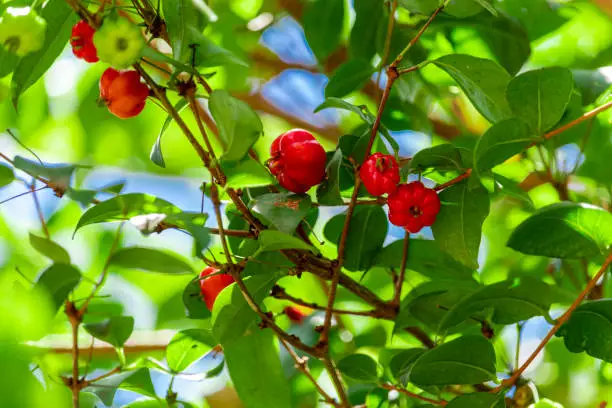 Pitanga (eugenia uniflora) is the fruit of pitangueira, dicotyledonous of the family of mirtaceae. It has the shape of globose fleshy balls, red, orange, yellow or black