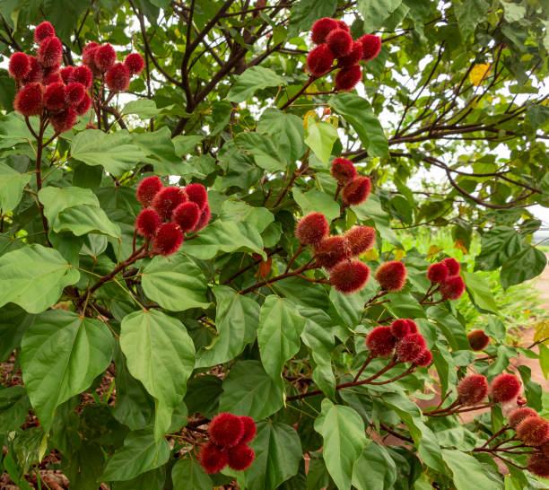 achiote (빅사 오렐라나)는 큰 관목 또는 작은 나무는 널리 "우루쿰"이라고 불리는 가시 빨간 과일을 생산브라지의 원주민 지역 사회에 의해 사용되었습니다 - 2548 뉴스 사진 이미지