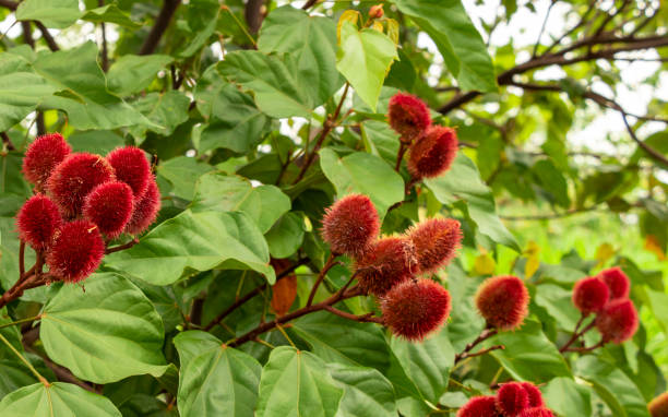 achiote (bixa orellana) est un grand arbuste ou un petit arbre produit des fruits rouges épineux populairement appelé « urucum » a été utilisé par les communautés indigènes à brazi - 2547 photos et images de collection