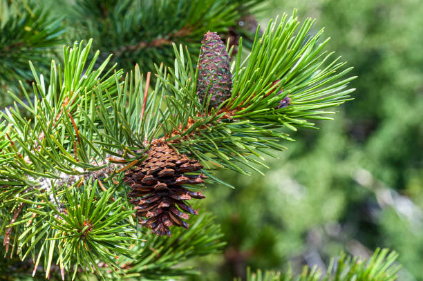 istock Pinus contorta, with the common names lodgepole pine and shore pine. Pinus contorta subsp. murrayana. Green River Area, Toiyabe National Forest, California. 1264373487