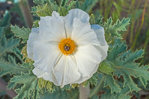 Argemone munita is a species of prickly poppy known by the common names flatbud prickly poppy, prickly poppy and chicalote. Green River Area, Toiyabe National Forest. Papaveraceae.