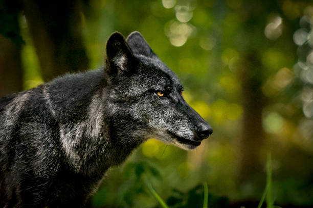 Wolf in forest Portrait of a gray wolf in the forest. The photo was taken at dusk. Trees and leaves in the background are heavily blurred. wolf snout pictures stock pictures, royalty-free photos & images