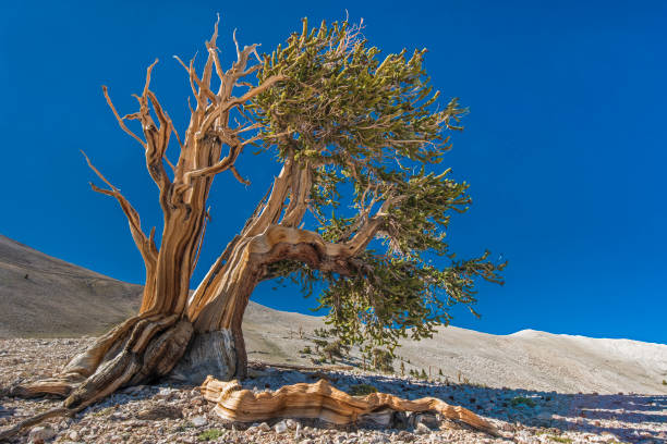 bristlecone pine tree, pinus longaeva, white mountains of california, some of the oldest living trees, inyo national forest, ancient bristlecone forest, califórnia; mostrando partes vivas e mortas. - bristlecone pine pine tree tree forest - fotografias e filmes do acervo