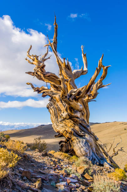 bristlecone pine tree, pinus longaeva, white mountains of california, some of the oldest living trees, inyo national forest, ancient bristlecone forest, califórnia; mostrando partes vivas e mortas. - bristlecone pine pine tree tree forest - fotografias e filmes do acervo