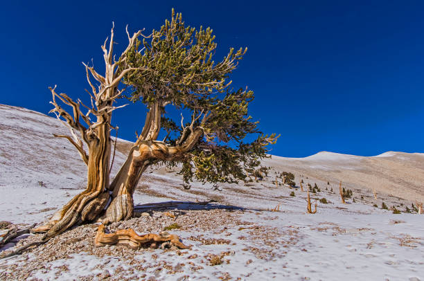 bristlecone pine tree, pinus longaeva, white mountains of california, some of the oldest living trees, inyo national forest, ancient bristlecone forest, califórnia; mostrando partes vivas e mortas. - bristlecone pine pine tree tree forest - fotografias e filmes do acervo