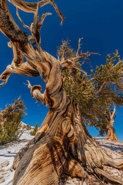 Parts of a Bristlecone Pine Tree, Pinus longaeva, White Mountains of California, Some of the oldest living things, Inyo National Forest,; oldest living things; distorted trees; errosion; harsh evironment; long lived trees. Ancient Bristlecone Forest. partes de un pino bristlecone, pinus longaeva, montañas blancas de california, algunos de los seres vivos más antiguos, el bosque nacional inyo,; seres vivos más antiguos; árboles distorsionados; errosion; duro evironment; árboles de larga vida. antig