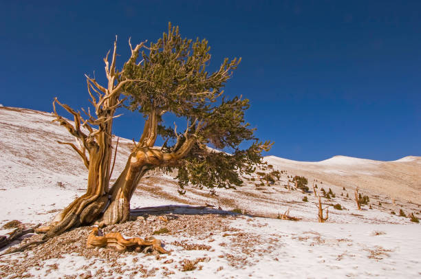 브리슬콘 소나무, 피누스 롱가에바, 캘리포니아의 화이트 마운틴, 가장 오래된 살아있는 나무, 인요 국유림, 고대 브리슬콘 숲, 캘리포니아; 라이브 부품과 죽은 부품을 모두 보여. - bristlecone pine 뉴스 사진 이미지