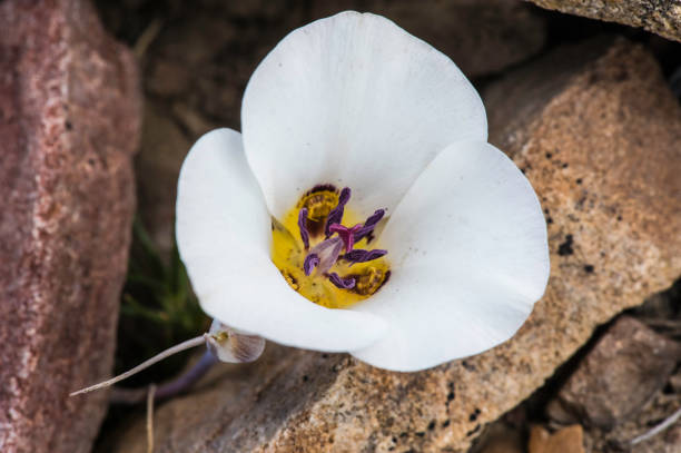 calochortus bruneaunis, sego lily, ancient bristlecone pine forest; inyo national forest - globe lily stock-fotos und bilder