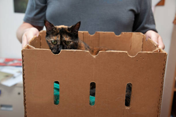 istock spoiled cat gets carried around in a box 1264377055