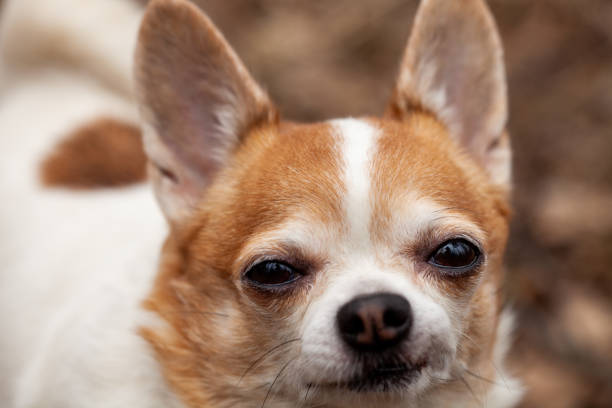 istock chihuahua dog red & white 1264378334