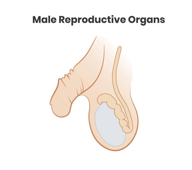 Vector illustration of the male roproductive system. Vector illustration of the male roproductive system. Testicles and penis vector icon phallic object stock illustrations