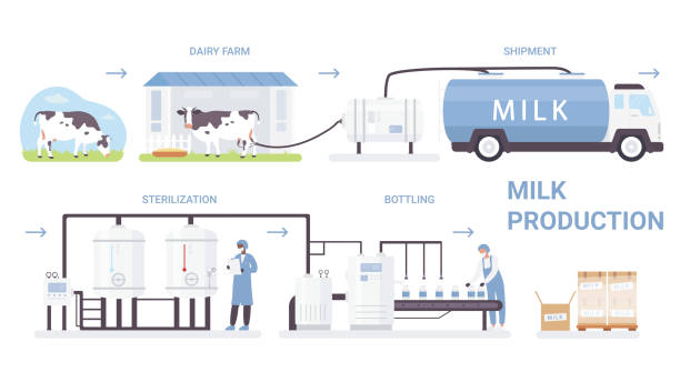 ilustracja wektorowa procesu produkcji butelek mlecznych, płaski plakat infograficzny z linią przetwórczą w zautomatyzowanej fabryce mleka - milk industry milk bottle factory stock illustrations