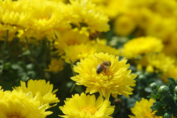 A honeybee on the yellow chrysanthemum flowers in the garden