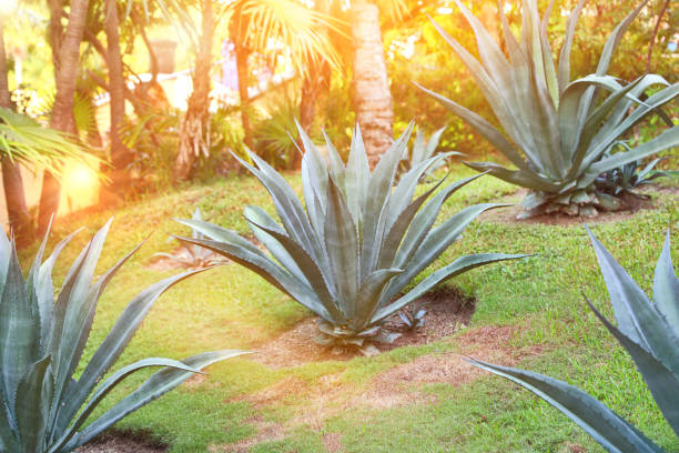 istock Blue Agave Plant also known as Agave tequilana 1264382223
