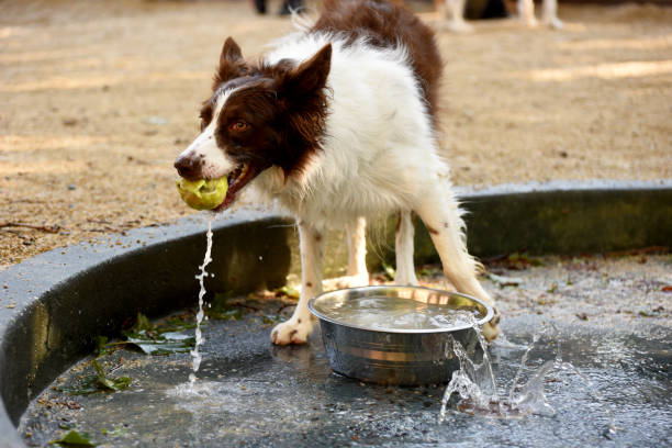 istock Cooling off at the park 1264382234