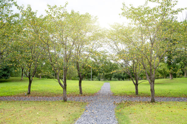 The paths in the woods are paved with pebbles.