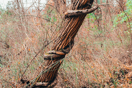 A Tree in a Dead Forest With a Vine Wrapped Tightly Around It