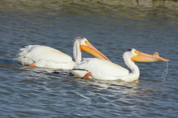 istock White Pelican Pair Swimming In River Channel 1264388204