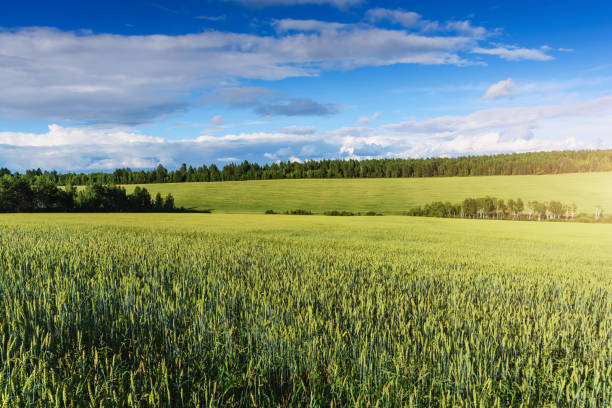istock Summer Landscape with Wheat Field and Clouds 1264389976