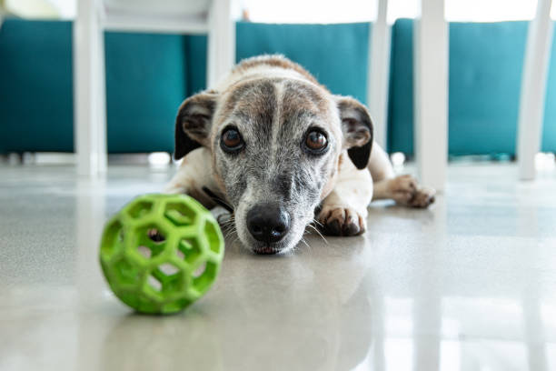A senior jack russel terrier laying down with his green ball and looking into the camera.