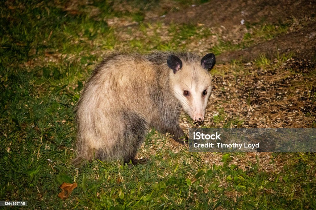 Virginia Opposum - Lizenzfrei Nordopossum Stock-Foto Virginia Opposum - Lizenzfrei Nordopossum Stock-Foto