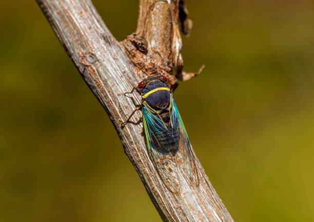 macro cicada of branch top view