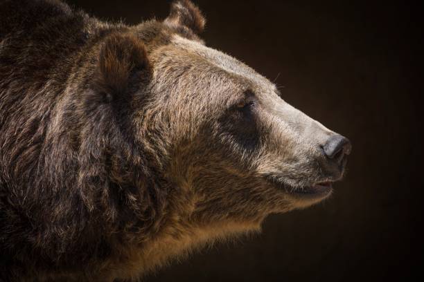 istock macro side view portrait of grizzly bear 1264398435