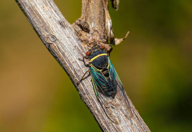 istock macro cicada of branch top view 1264398439