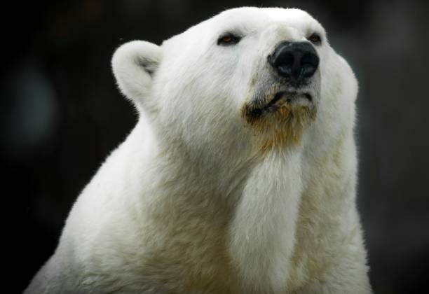 istock macro portrait of polar bear looking outward 1264398453