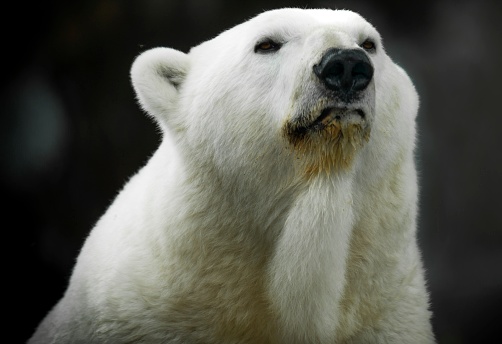This close up, macro portrait image shows the face of a curious polar bear looking outward.