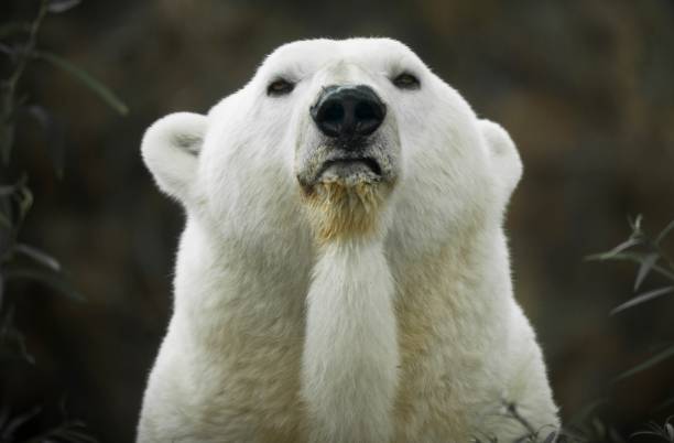 macro portrait of polar bear looking straight forward