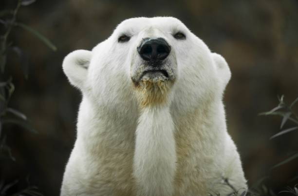 макро портрет белого медведя глядя прямо вперед - polar bear arctic global warming ice стоковые фото и изображения