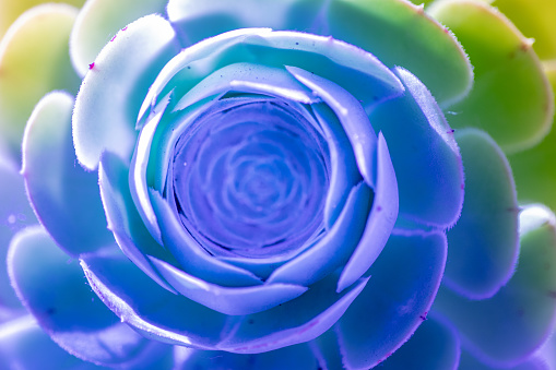 Close-up of succulents in abstract colors