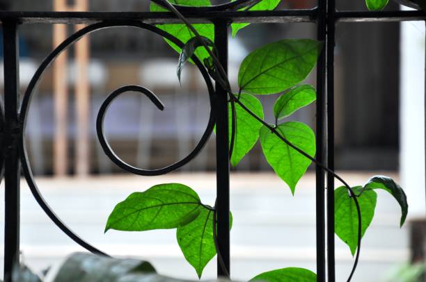 Climber on a wrought iron fence A climber plant with translucent green leaves growing along side a wrought iron fence with a curved design sabby stock pictures, royalty-free photos & images