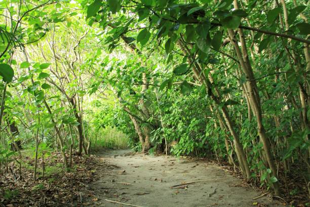 istock Chichijima island's green path in Tokyo, Japan 1264399970