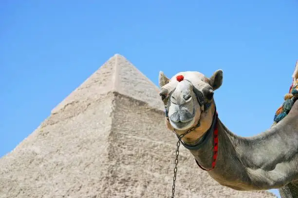 Photo of Camel poses in front of Pyramid