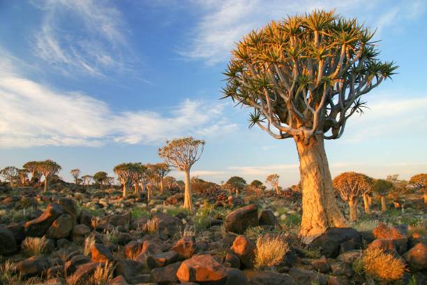 The Quiver Tree Forest in Namibia The Quiver Tree (Aloidendron dichotomum) is not a true tree, but rather a species of Aloe capable of growing over 30 feet tall. namibia stock pictures, royalty-free photos & images