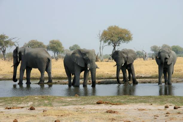 Wild Elephants at a water hole in Okavango Delta, Botswana The Okavango Delta in Botswana is a swampy inland delta and all the water reaching the delta is ultimately evaporated and transpired and does not flow into any sea or ocean. The Okavango Delta supports large concentrations of birds and animals and is perhaps one of the best places to see animals and birds in Africa. desert wash stock pictures, royalty-free photos & images
