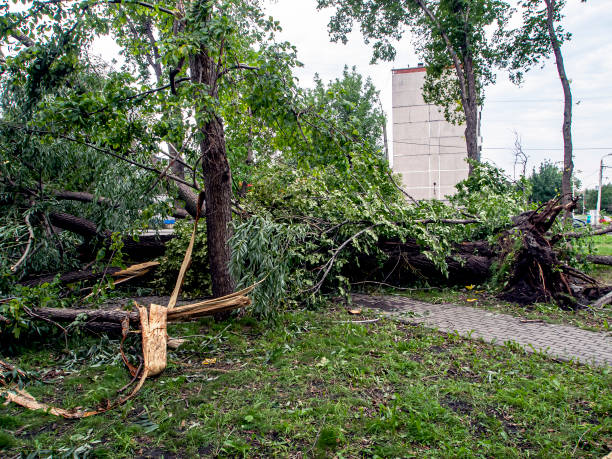 istock trunk of a broken tree during a strong wind in the city 1264402101