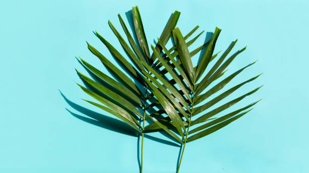istock Tropical palm leaves on blue background. 1264403936