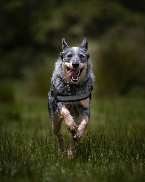 istock Smiling grey dog running over grass 1264403973