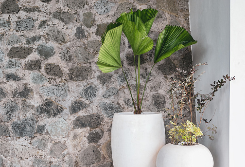 Big whit epot made from white cement with a torpical plants. palm shaped plant- palm tree.element of home decor