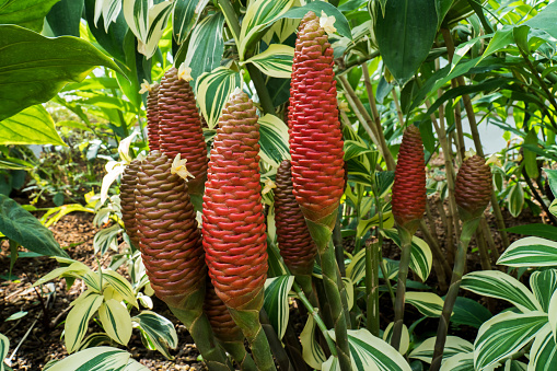 Beehive Ginger flowers in the garden background. Closeup Red Shampoo Ginger or Zingiber zerumbet flower with leaves in the park. ( ZINGIBERACEAE )