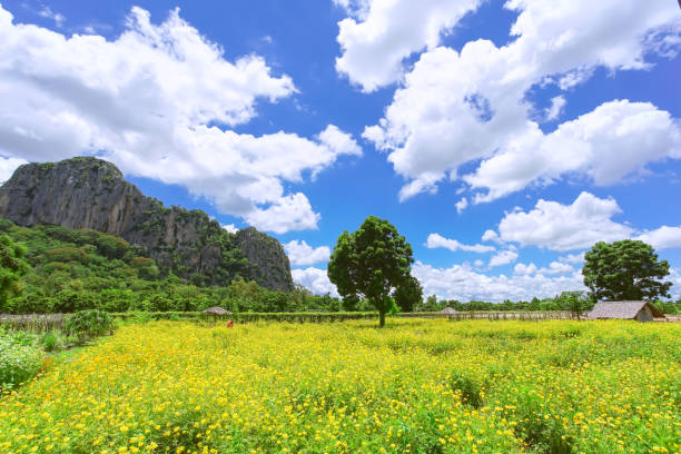 istock Beautiful cosmos flower field with big mountain background. 1264408977