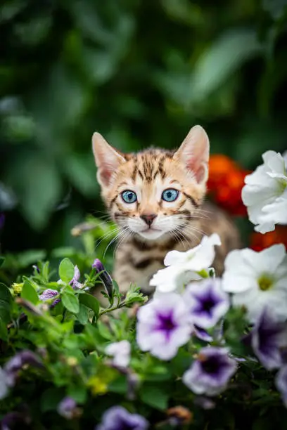 Photo of A cute kitten among summer flowers. Purebred bengal kitten with petunia flowers.