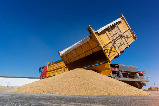 istock Unloading grain from a truck brought from the field for drying 1264409687