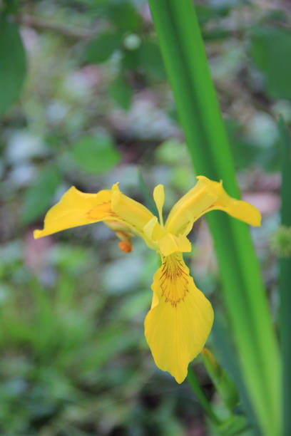 istock Yellow Iris flower in bloom in the garden 1264414138
